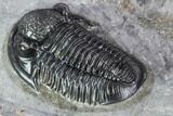 Finely Detailed Gerastos Trilobite Fossil - Morocco #107011-4